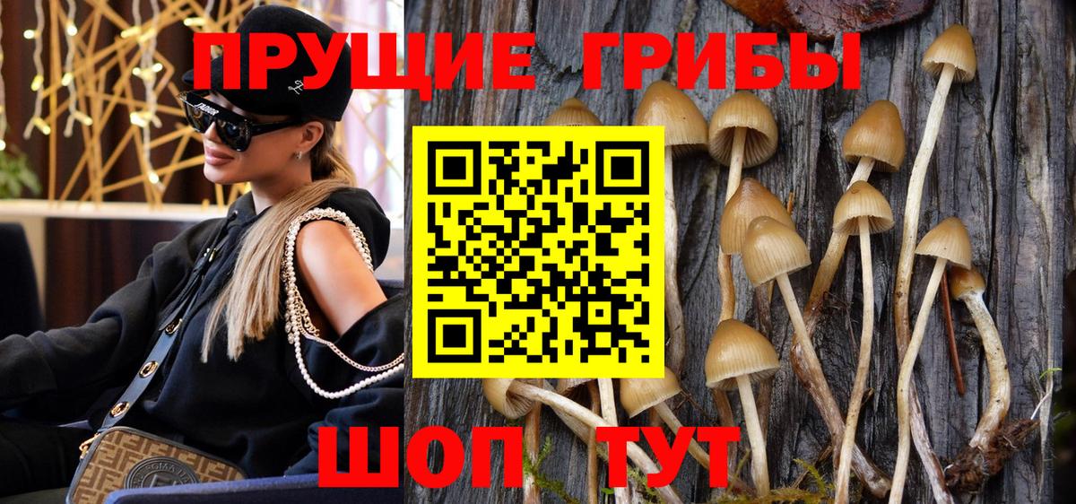 Галлюциногенные грибы Psilocybine cubensis Балашов